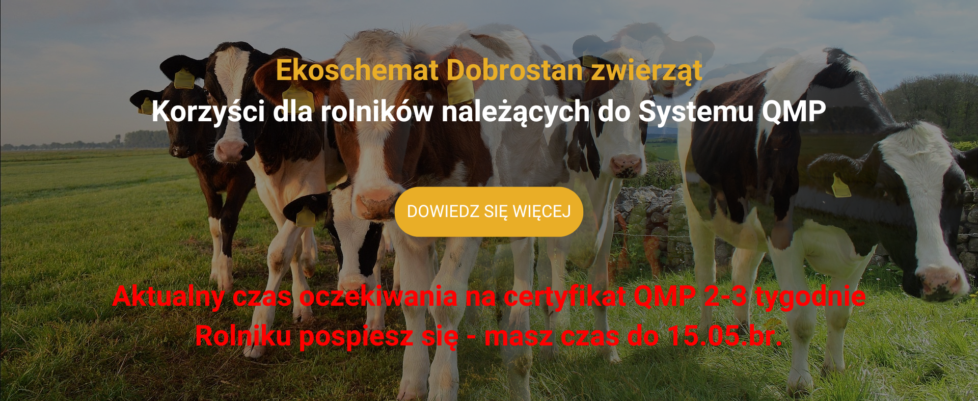 Ekoschemat Dobrostan zwierząt – korzyści dla rolników należących do Systemu QMP 