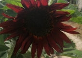 Odmiana Red Sun - kwiatostan