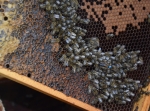Relacja z warsztatów pszczelarskich