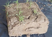 Monolit gleby z pszenicą ozimą