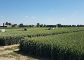 doświadczenia z pszenicą ozimą na polu DW w Pożogu II