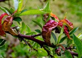 Objawy kędzierzawości liści na brzoskwini