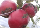 Objawy parcha jabłoni na owocach Idareda