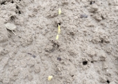 2. Pożółkłe wschodzące rośliny kukurydzy - 19.05.2023r.