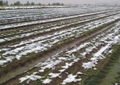 Szkodliwe dla cebuli ozimej jest bardzo wczesne topnienie śniegu na przedwiośniu połączone z silnym wiatrem wysuszającym glebę i następujące po nim mrozy